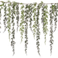 Cedar Trailing Christmas Garland