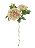 Dried Touch Eleanor Peony Oyster