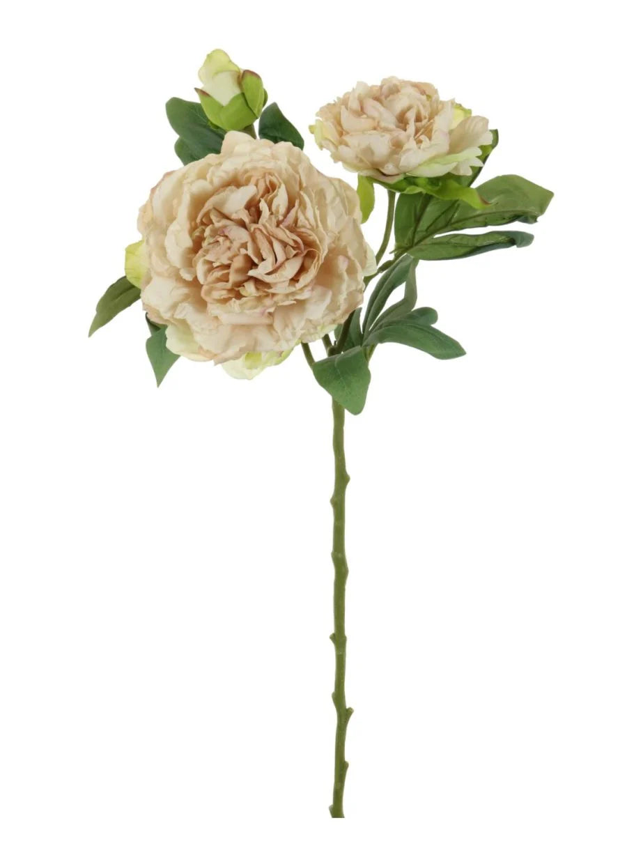Dried Touch Eleanor Peony Oyster