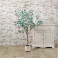 Eucalyptus Tree