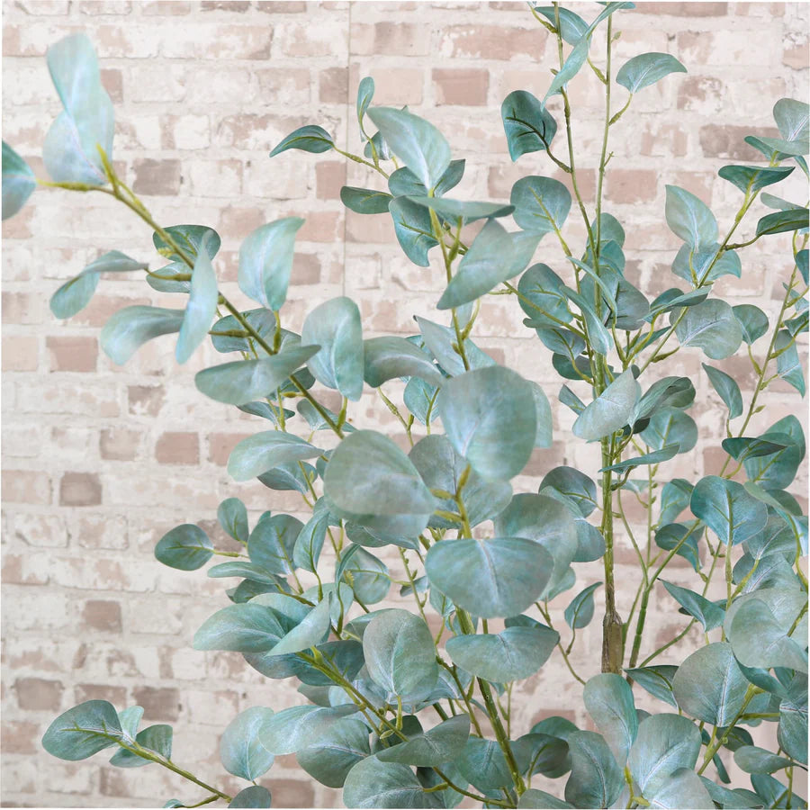 Eucalyptus Tree