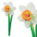 If Cardboard Creations Flower Bookmark Painted Daffodil