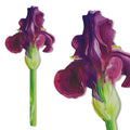 If Cardboard Creations Flower Bookmark Painted Iris