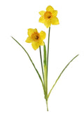 Spring Daffodil