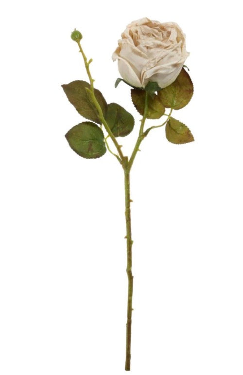 Dried Touch Single Valera Rose Oyster