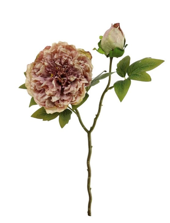 Dried Touch Open Peony Nude Pink