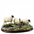 Border Fine Arts Studio Collection Black Faced Ewes