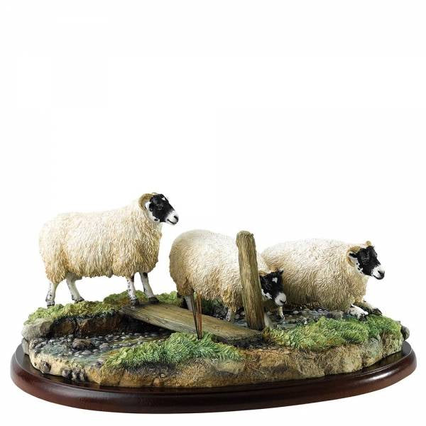 Border Fine Arts Studio Collection Black Faced Ewes
