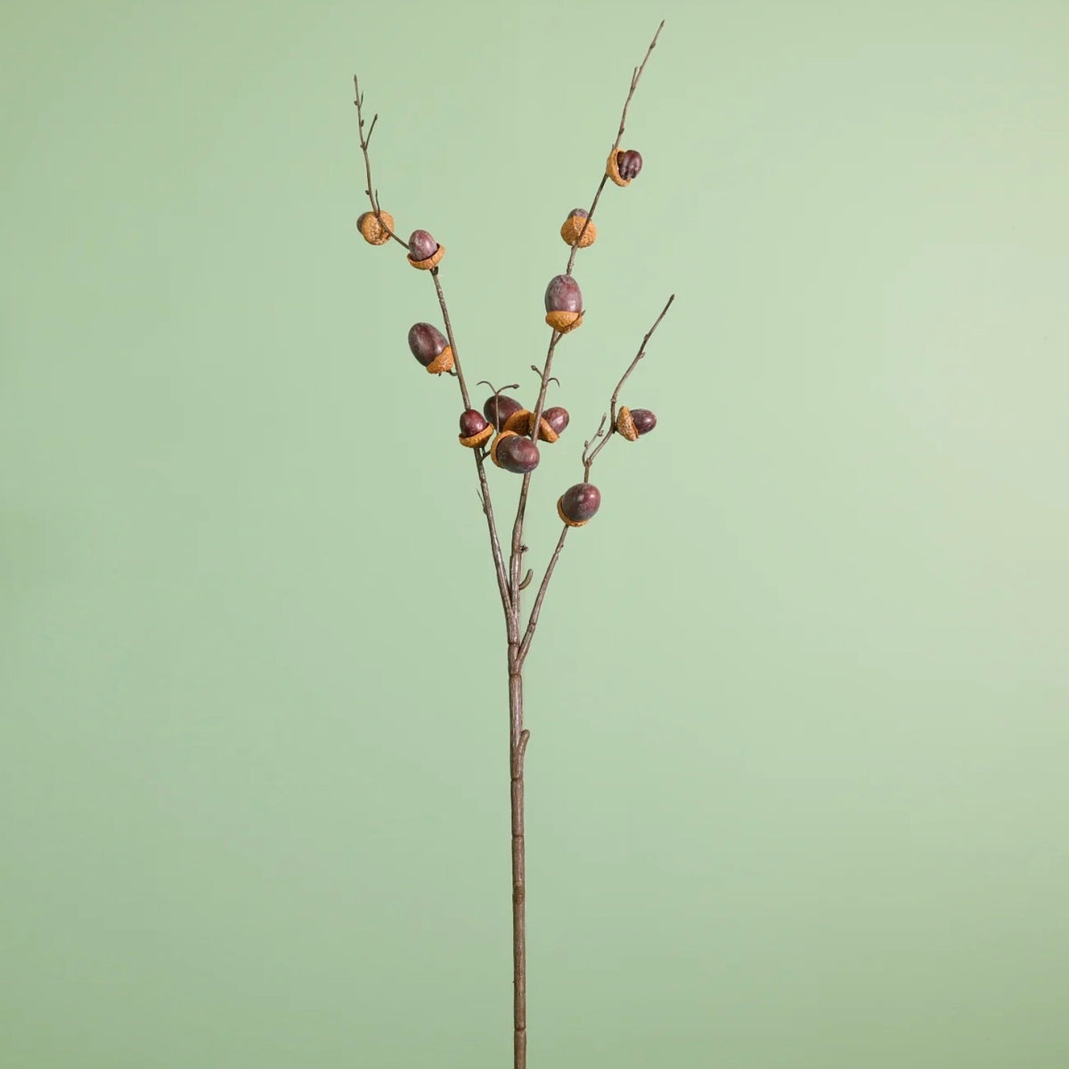 Acorn Spray Brown