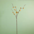 Acorn Spray Green