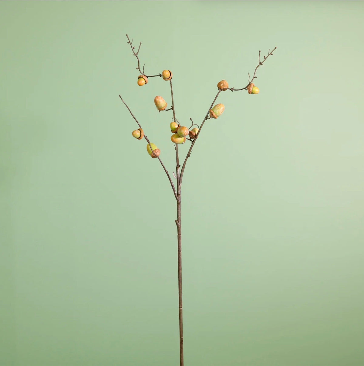Acorn Spray Green