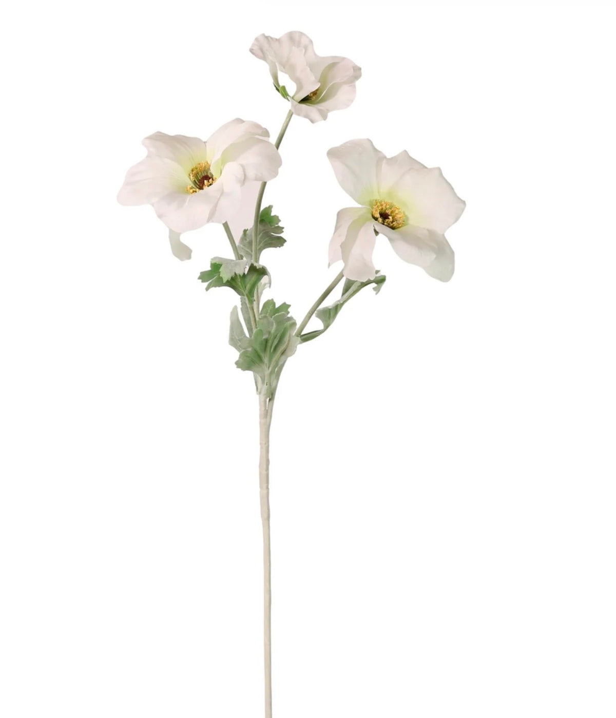 Trumpet Valentina Spray Cream