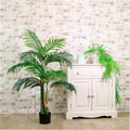 Kentia Palm