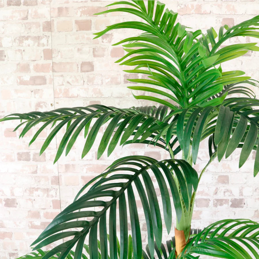 Kentia Palm