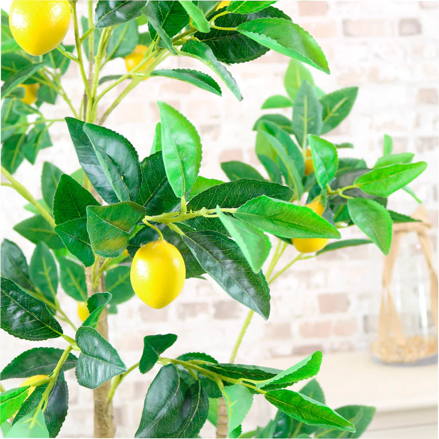 Lemon Tree
