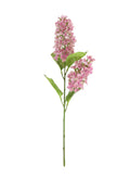 Lotus 2 Head Paniculata Pink