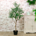 Olive Tree
