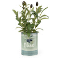 Olive Plant In Tin Pot